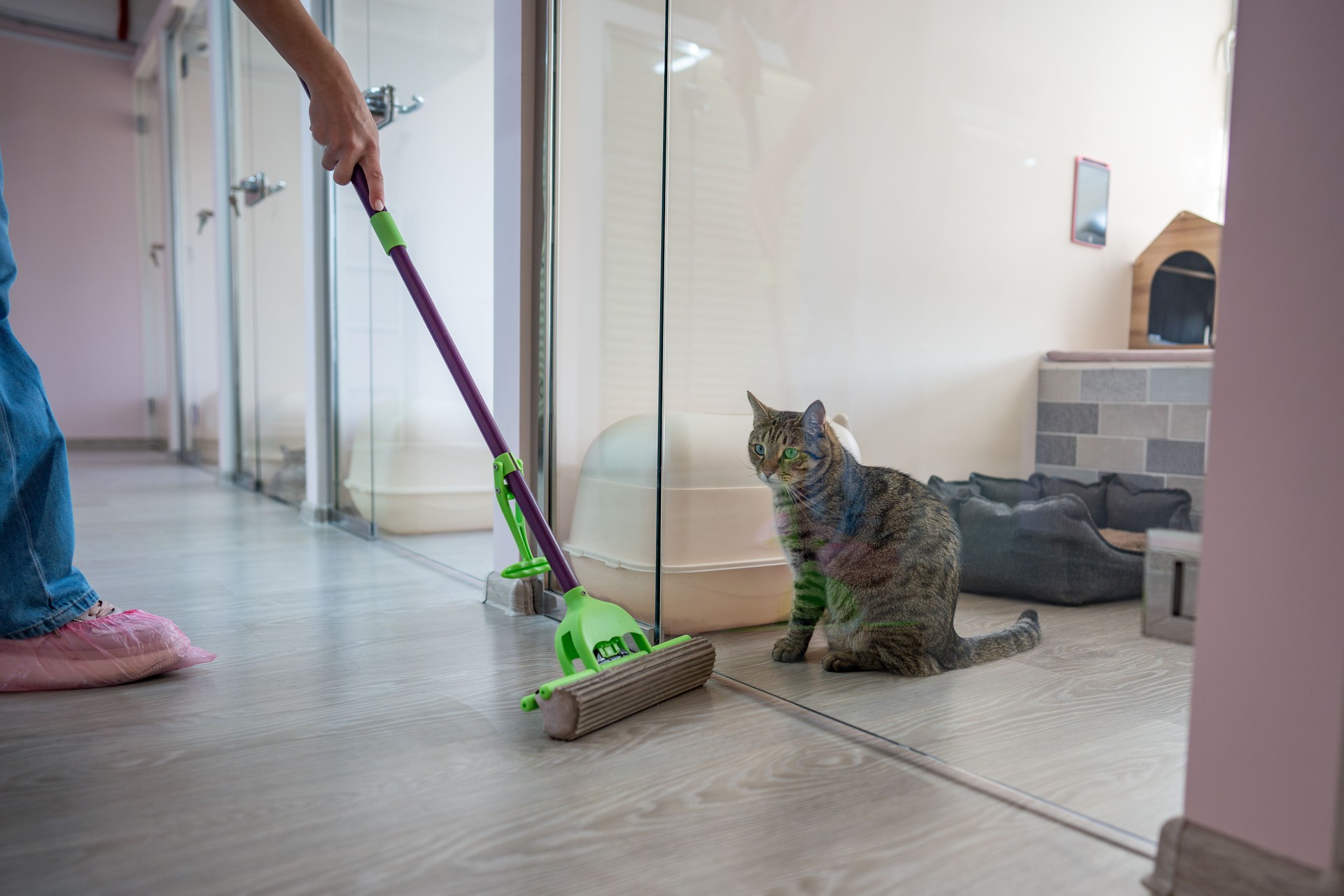 Cleaner mops floors in lobby of animal hotel. Cat watches process from room. Pet care and sanitation